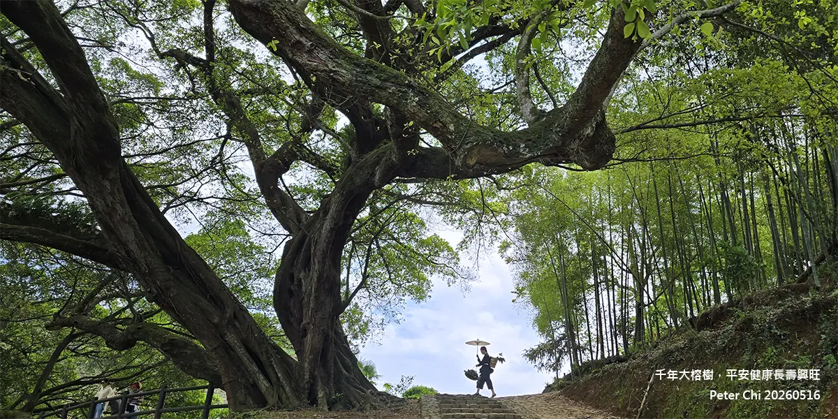 霞浦半月里千年大榕樹