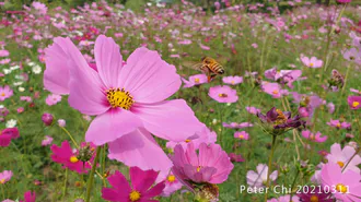 新傳辦公椅110年3月漲價通知